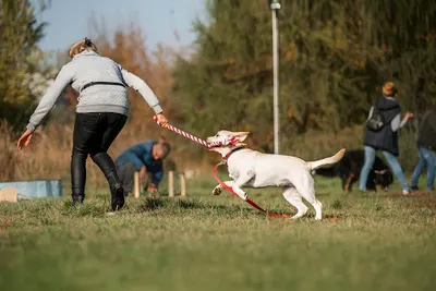ZdaniemPsa.pl - szkolenie psów